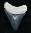 Grey Megalodon Tooth - Bone Valley #4059-1